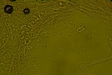 Oxyporus latemarginatus image