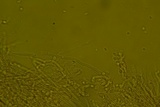 Oxyporus latemarginatus image