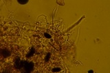 Phlyctibasidium polyporoideum image
