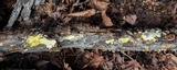 Perenniporia tenuis image