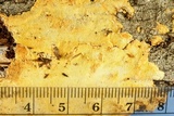 Perenniporia tenuis image
