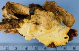 Perenniporia tenuis image