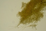 Perenniporia tenuis image