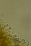 Perenniporia tenuis image