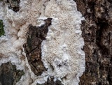 Oxyporus latemarginatus image