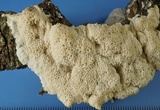 Oxyporus latemarginatus image