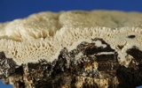 Oxyporus latemarginatus image