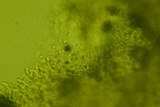 Oxyporus latemarginatus image