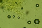 Oxyporus latemarginatus image