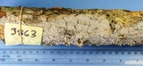 Hymenochaete curtisii image