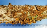 Hymenochaete curtisii image