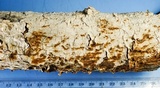 Hymenochaete curtisii image
