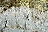 Hymenochaete curtisii image