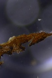Hymenochaete curtisii image
