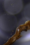 Hymenochaete curtisii image
