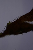 Hymenochaete curtisii image
