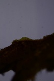 Hymenochaete curtisii image