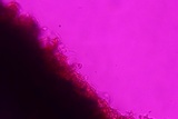 Hymenochaete curtisii image
