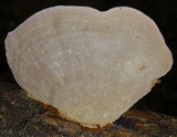 Hexagonia variegata image
