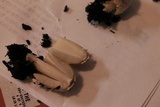 Coprinellus flocculosus image