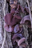 Auricularia fuscosuccinea image