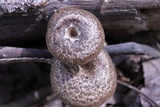 Polyporus brumalis image