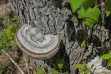 Fomes fasciatus image