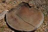 Fomes fasciatus image