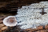 Ceriporia reticulata image