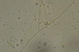 Ceriporia reticulata image
