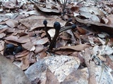 Tolypocladium longisegmentatum image