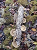 Trametes lactinea image