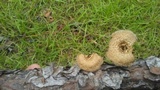 Lentinus crinitus image