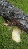 Lentinus crinitus image