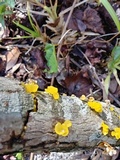 Naematelia aurantia image