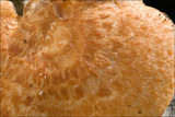Polyporus alveolaris image
