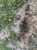 Psilocybe coprophila image