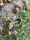 Psilocybe coprophila image