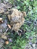 Psilocybe coprophila image