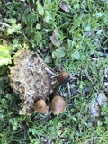 Psilocybe coprophila image