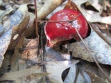 Butyriboletus frostii image