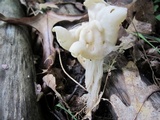 Helvella crispa image