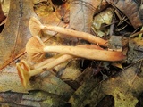 Lactarius camphoratus image