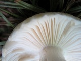 Russula crustosa image
