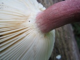 Russula mariae image