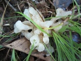 Helvellosebacina concrescens image