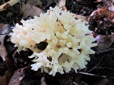 Sebacina sparassoidea image