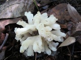 Sebacina sparassoidea image