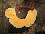 Inonotus dryadeus image