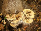 Inonotus dryadeus image